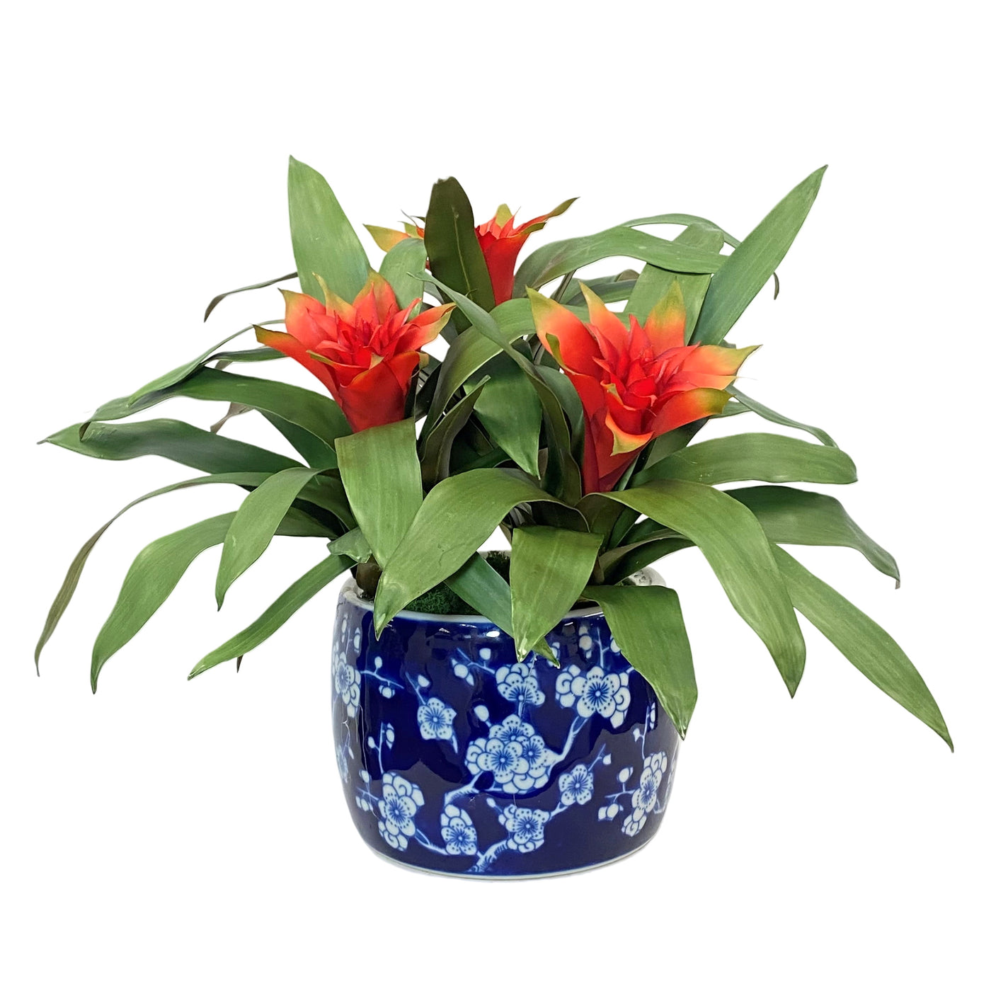 High-quality bromeliad in a glass blossom planter Orange and red hued flowers against a white background.