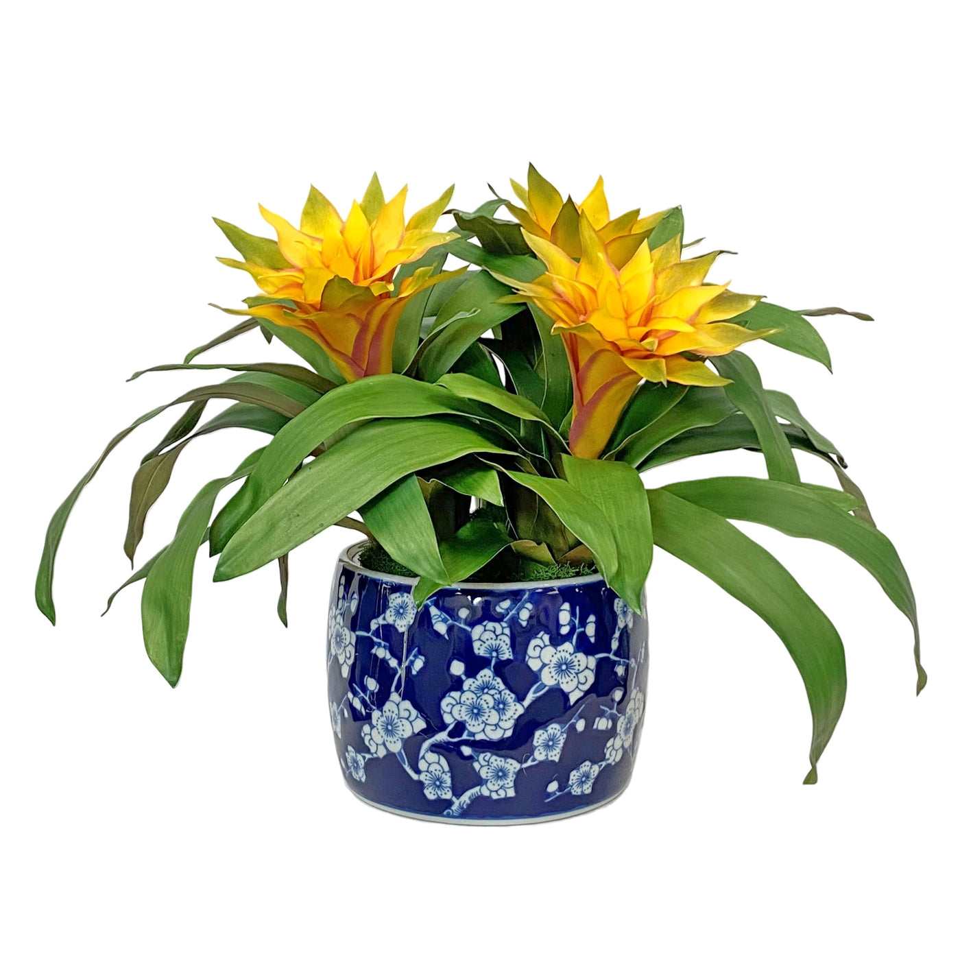 High-quality bromeliad in a glass blossom planter, yellow flowers against white background