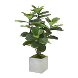 FIDDLE LEAF FIG TREE IN SQUARE PLANTER 4'