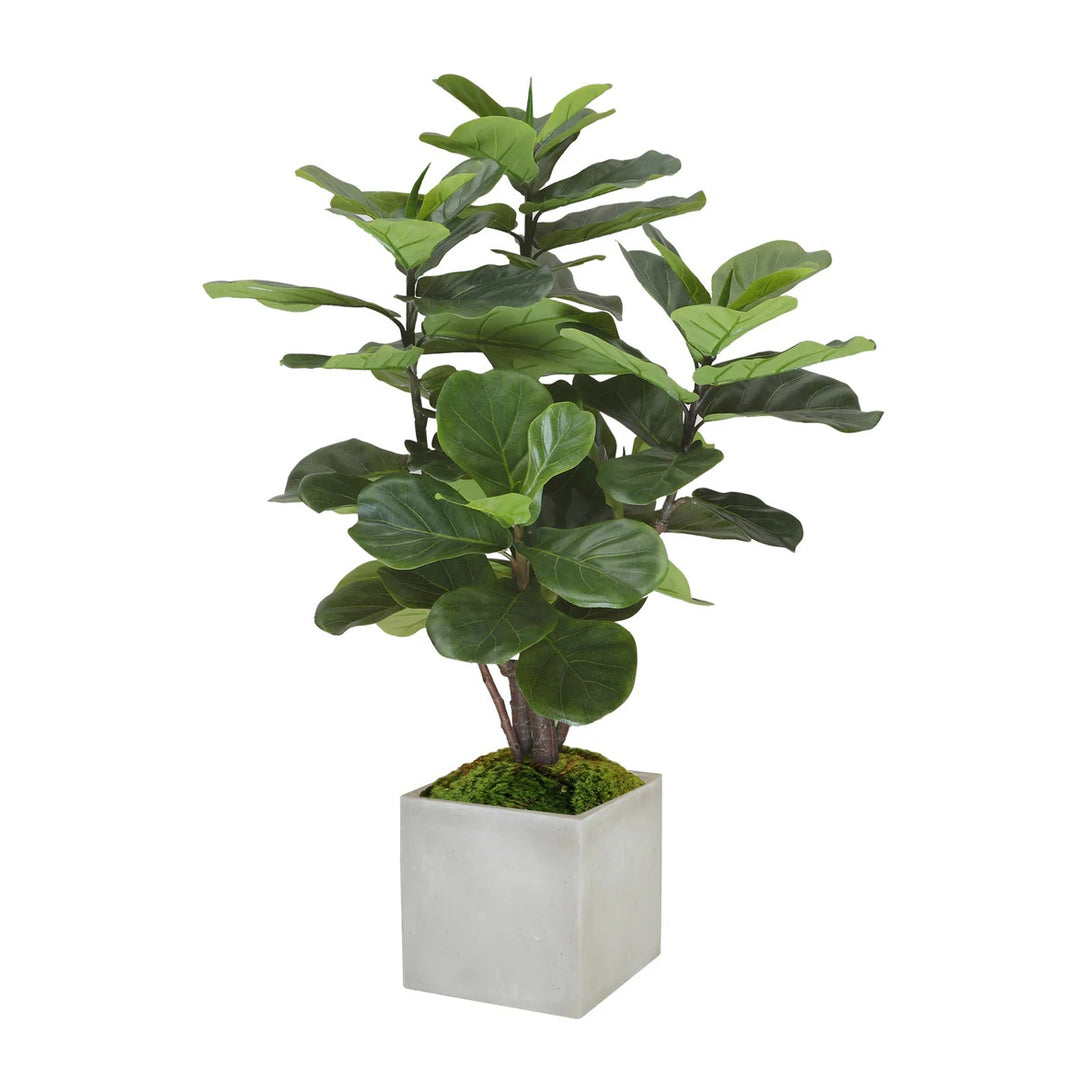 fiddle leaf fig tree planter Fiddle Leaf Ficus Planters 4'