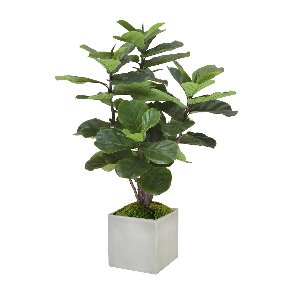 FIDDLE LEAF FIG TREE IN SQUARE PLANTER 4'