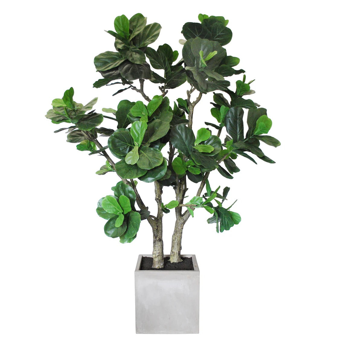 Potted Fiddle Leaf Tree in Square Planter 6.5'