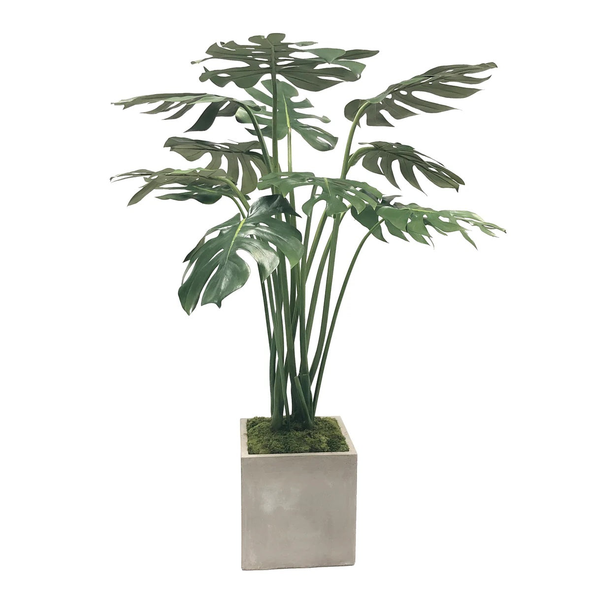 SPLIT PHILO IN PLANTER 4'