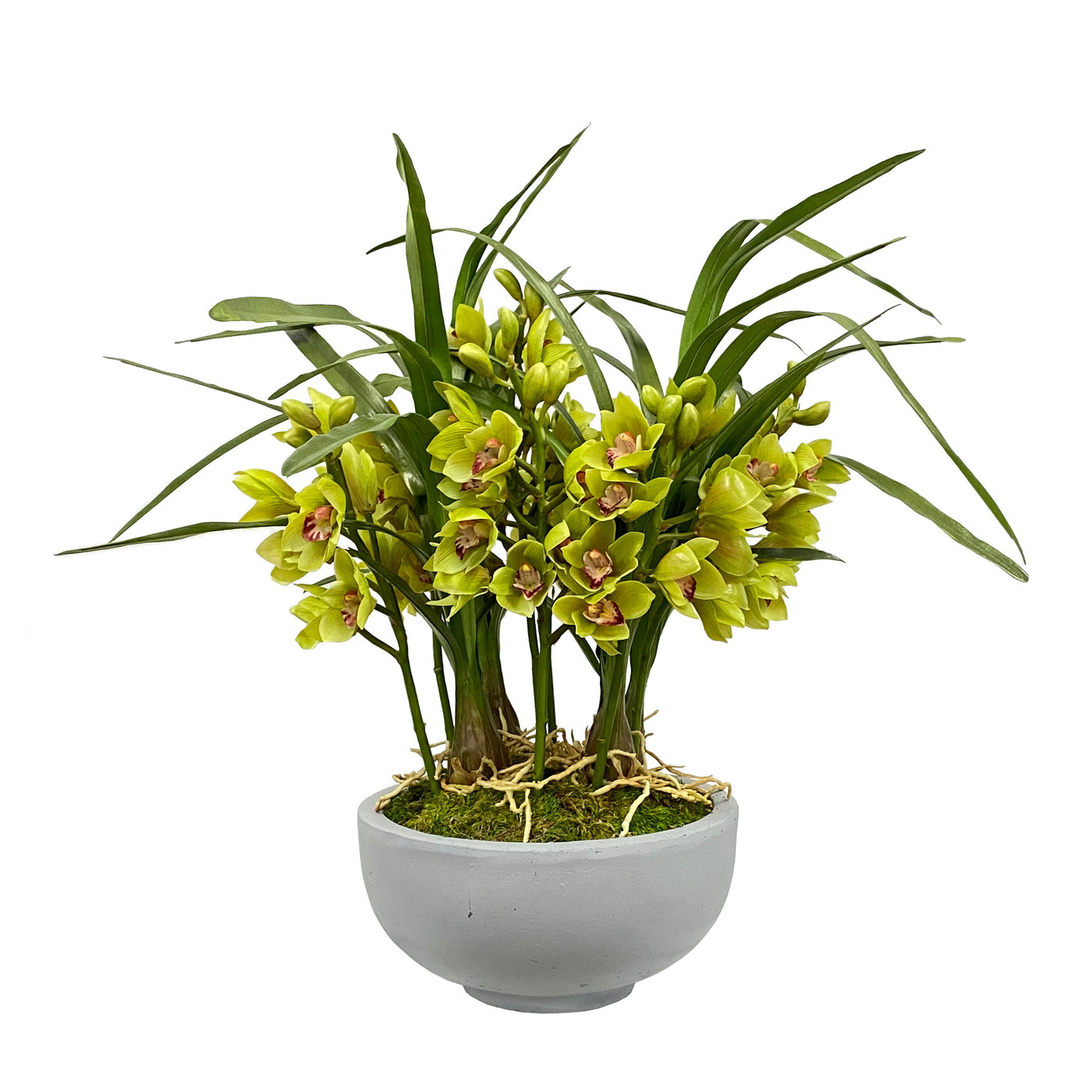 ORCHID CYMBIDIUM IN BOWL