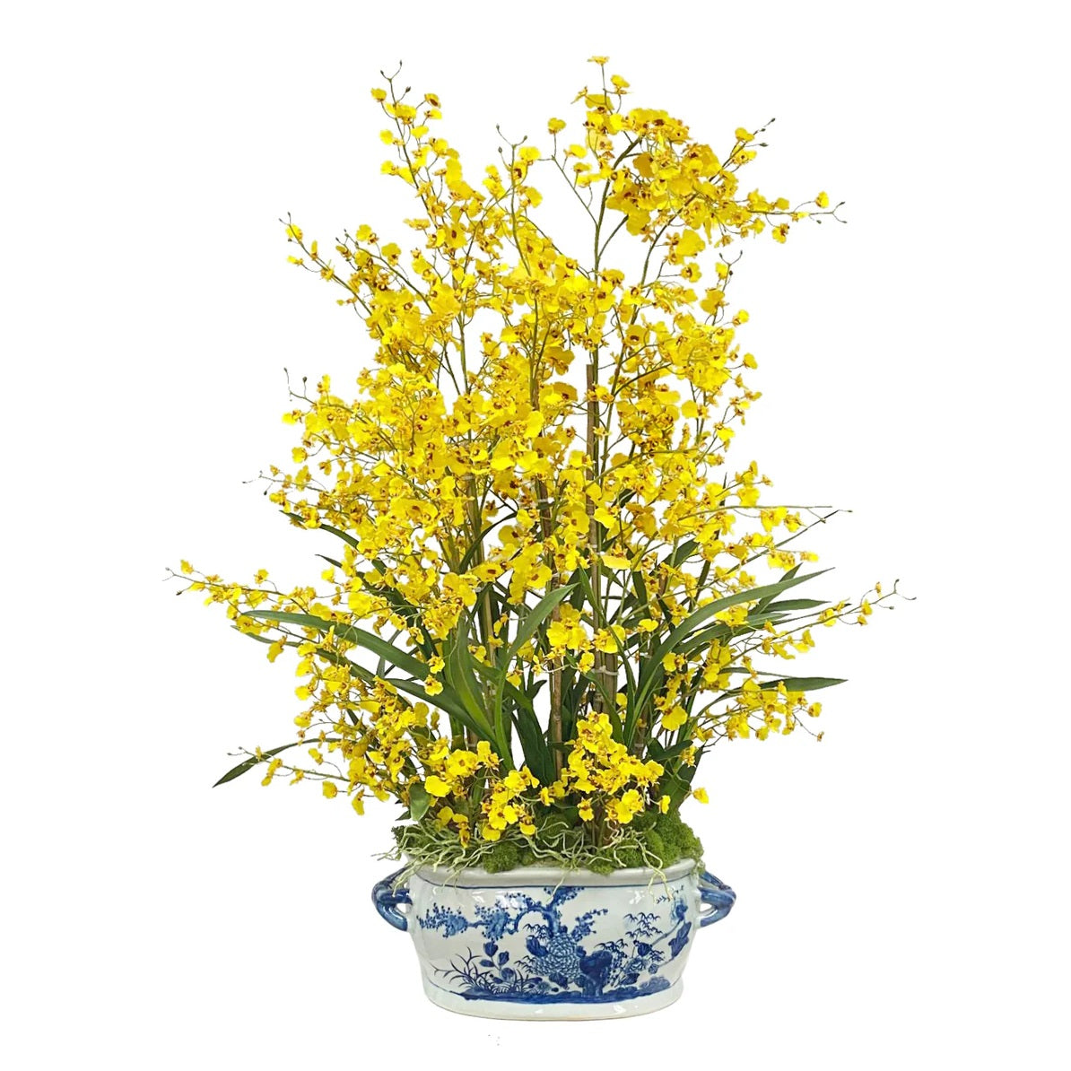 ONCIDIUM IN CERAMIC POT WITH HANDLE 43"