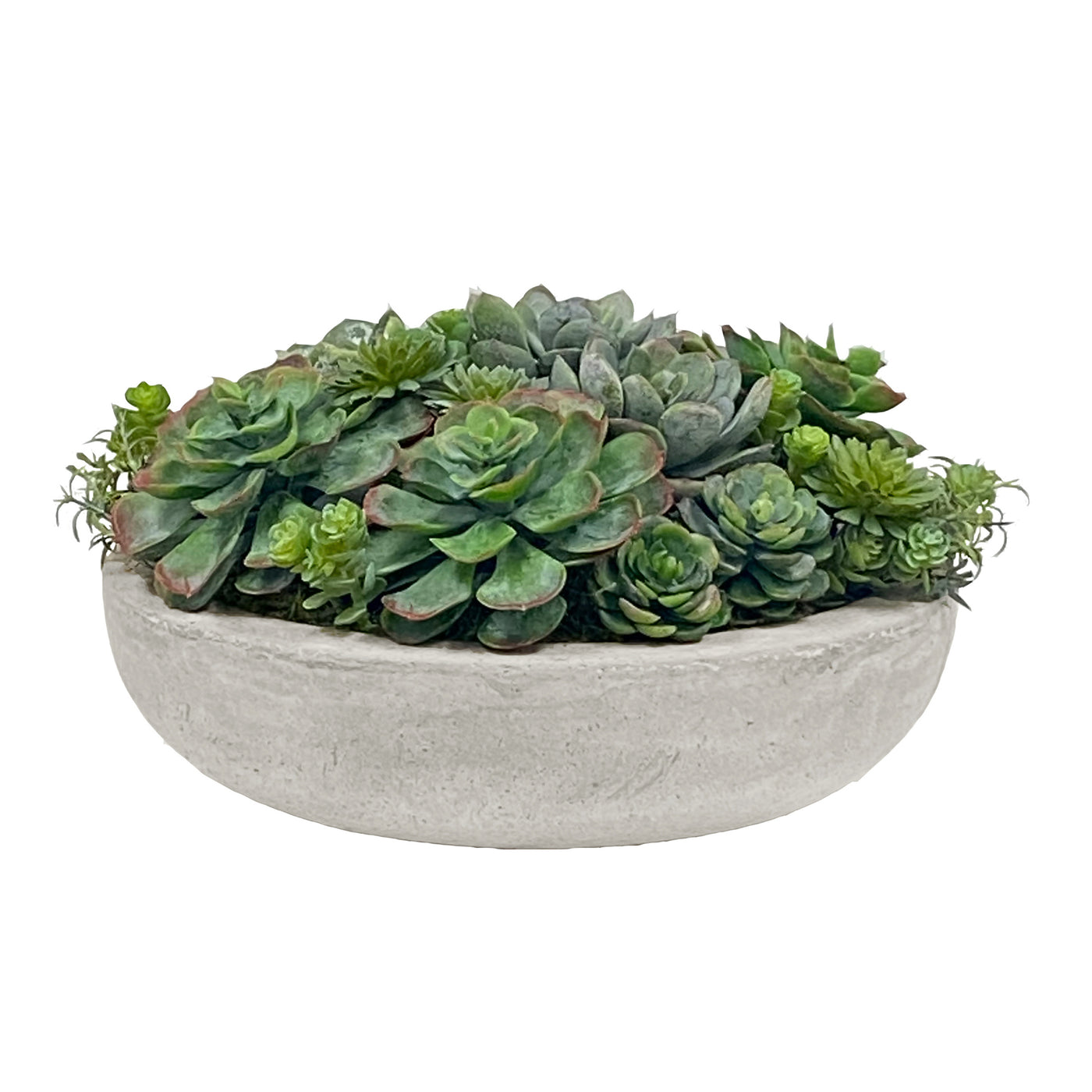 Succulent Mix in Round Bowl 7"