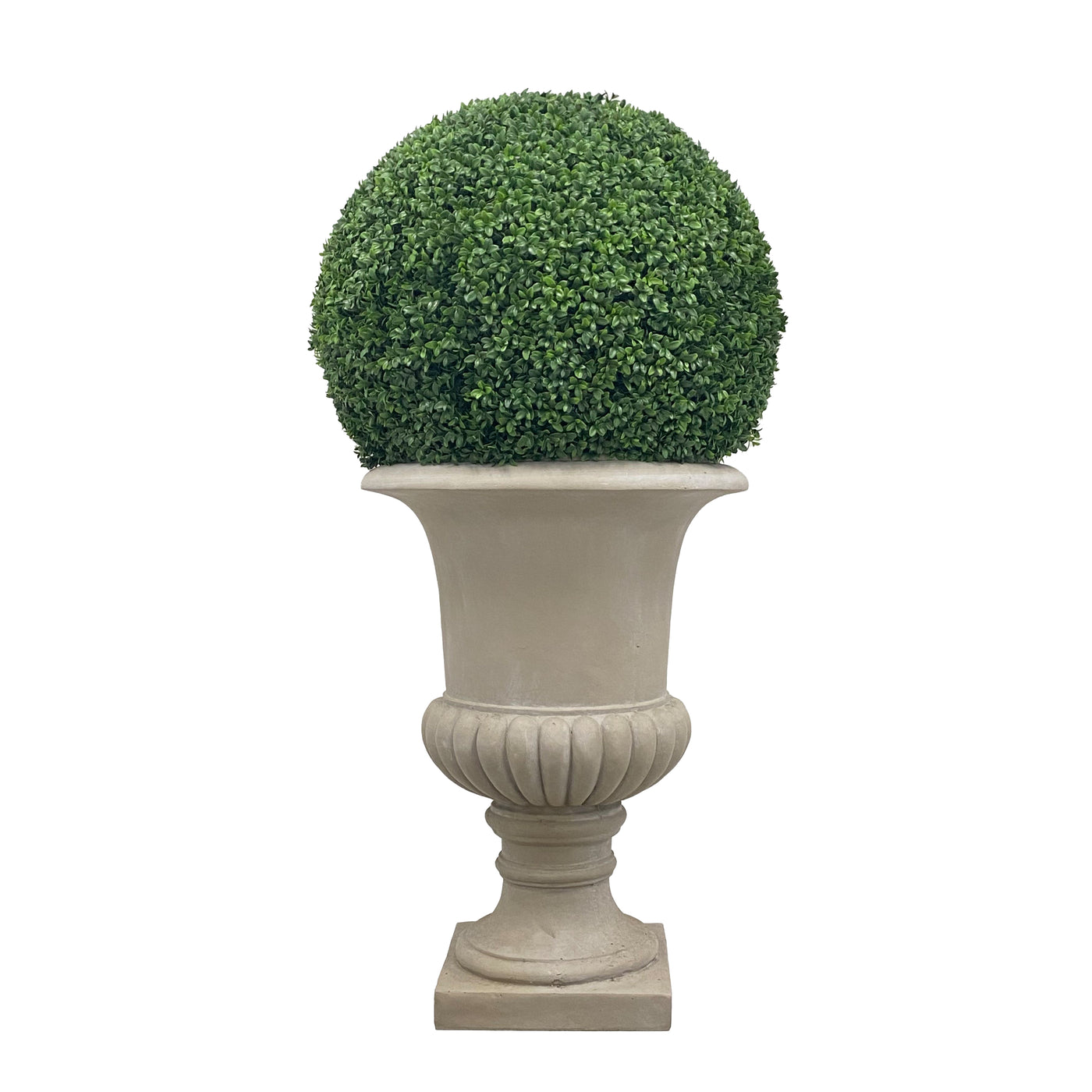 Boxwood in Urn 50"