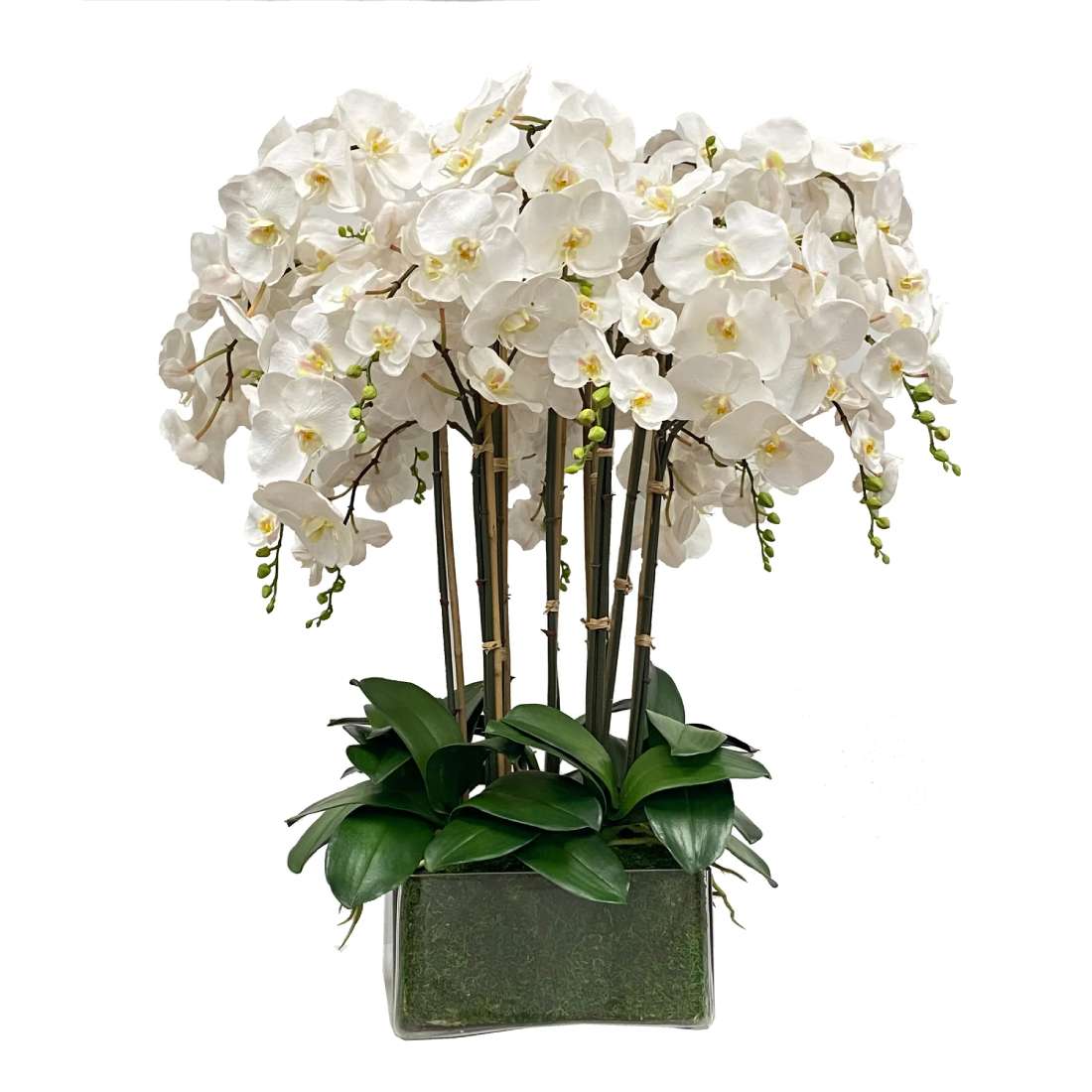 Deluxe Orchid in Square Glass 36"