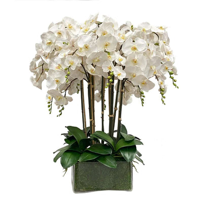 Deluxe Orchid in Square Glass 36"