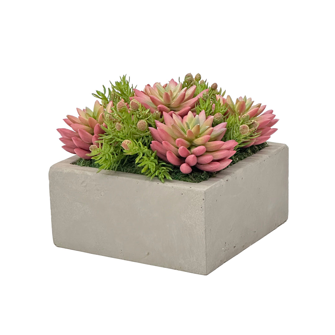 rectangle succulent planter Mix Succulent in Square Planter 8.5"