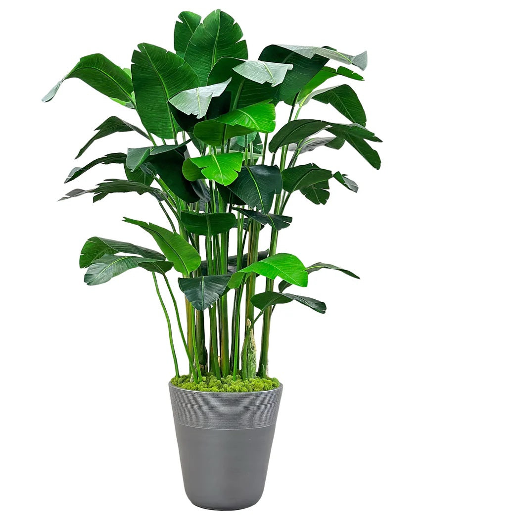 Banana Palm in Planter 84"