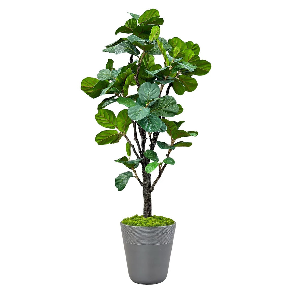 Fiddle Leaf Tree in Planter 96"