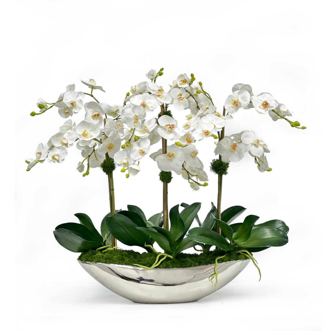 large orchid plant pot Orchid In Vessel Container