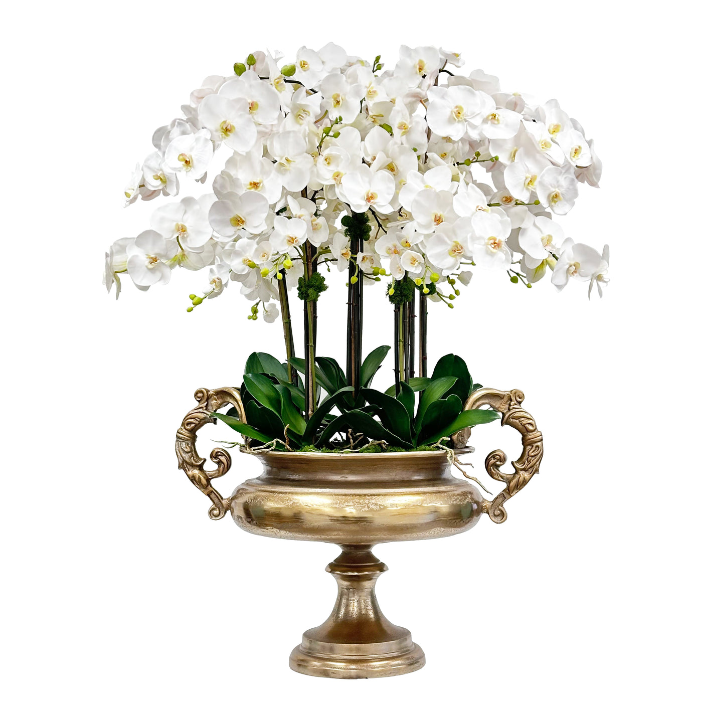 Hand-crafted orchid arrangement in a decorative urn with lush white blooms, green foliage, in a golden urn placed against a white background