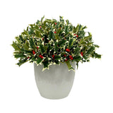 Pointed holly arrangement with variegated green leaves and red berries in a ceramic pot, against a white background.