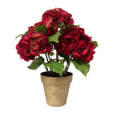 Hand-crafted deep red hydrangea floral arrangement in a porcelain pot with green foliage, for festive display against white background