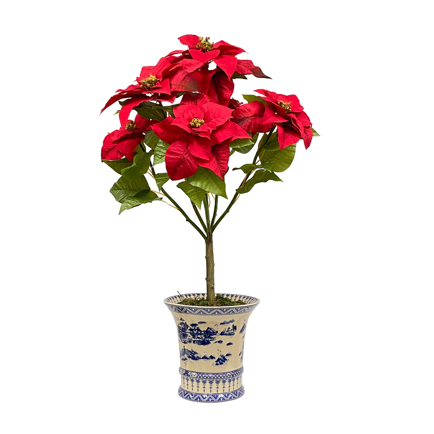 red poinsettia in blue and white planter