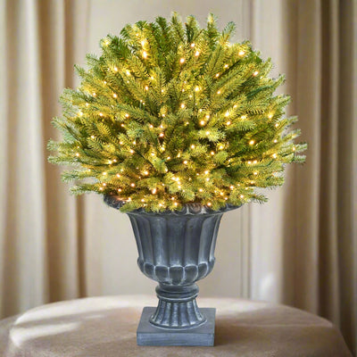 3 ft. Deluxe Potted Round St. Catherine Tree