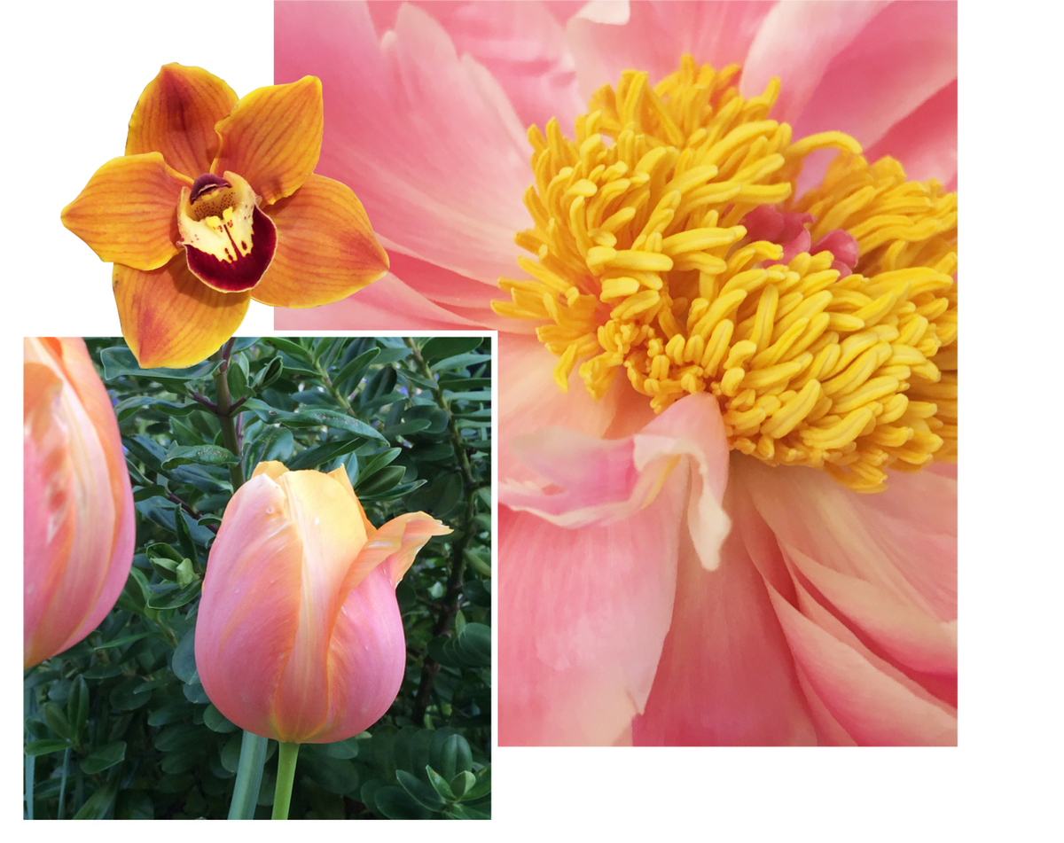Orchid, peony and tulip blooms studied in close detail