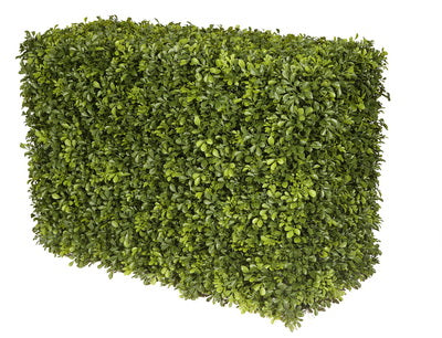 JAPANESE BOXWOOD HEDGE 21"