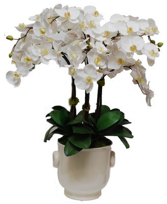 PHALAENOPSIS IN CREAMWARE CACHE POT 34"