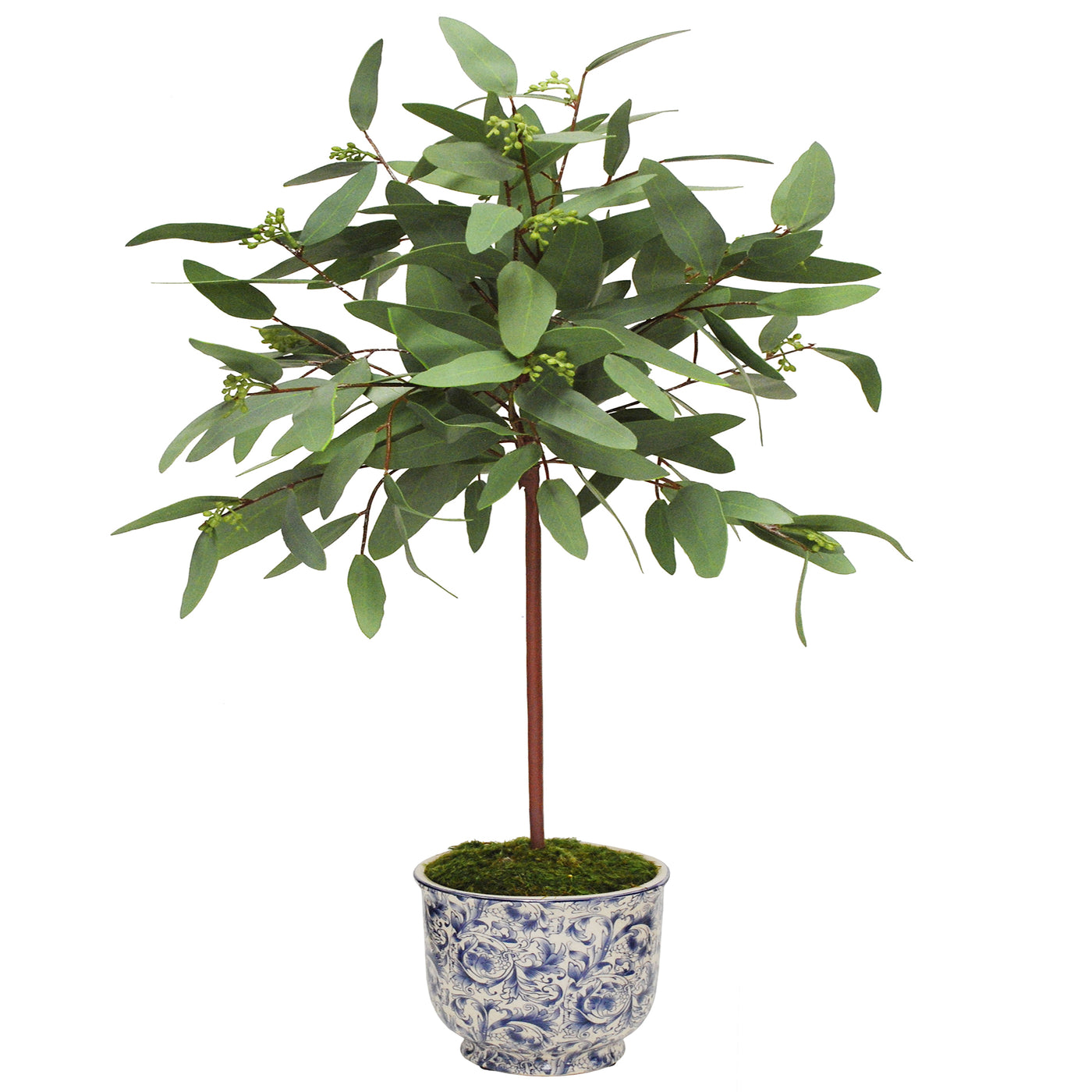 lush green single stem eucalyptus plant in classic white and blue ceramic pot