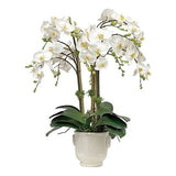Orchid in Cache Pot 24"