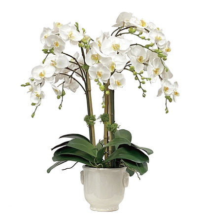 ORCHID IN CACHE POT 24''