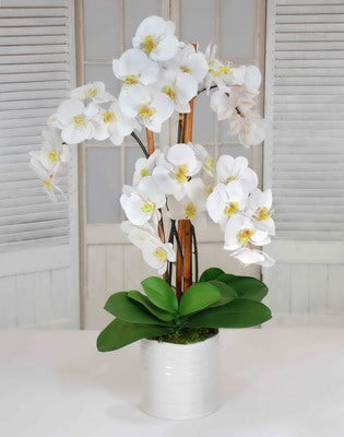 ORCHIDS IN URBAN COIL BOWL 34"