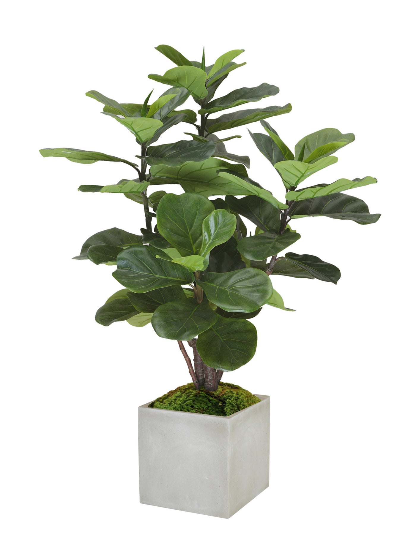 FIDDLE LEAF FIG TREE SMALL (WHD111-GR) - Winward Home faux floral arrangements