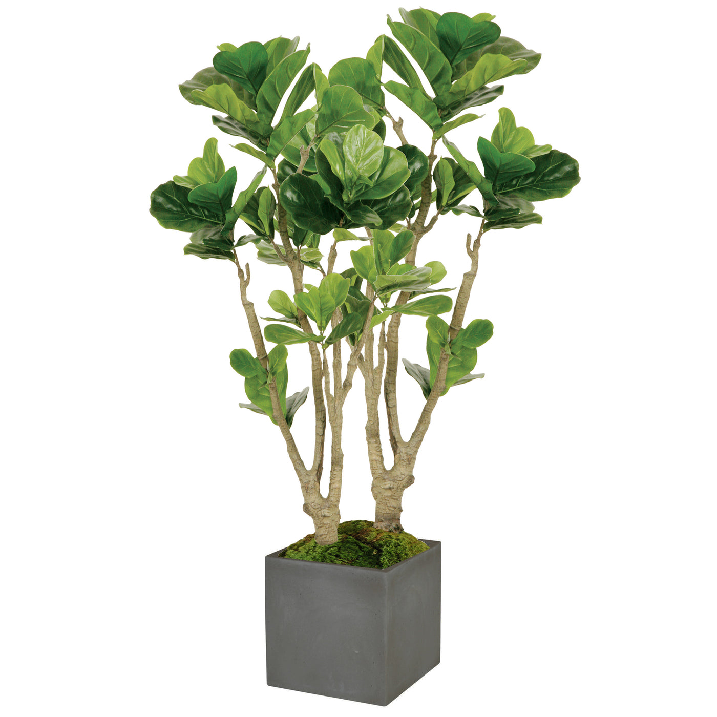 FIDDLE LEAF FIG TREE IN SQUARE PLANTER 4.5'