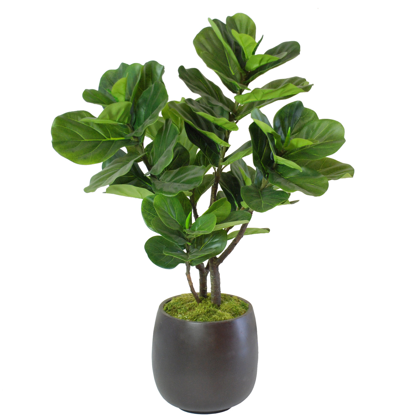 FIDDLE LEAF FIG IN ROUND POT 3.5'