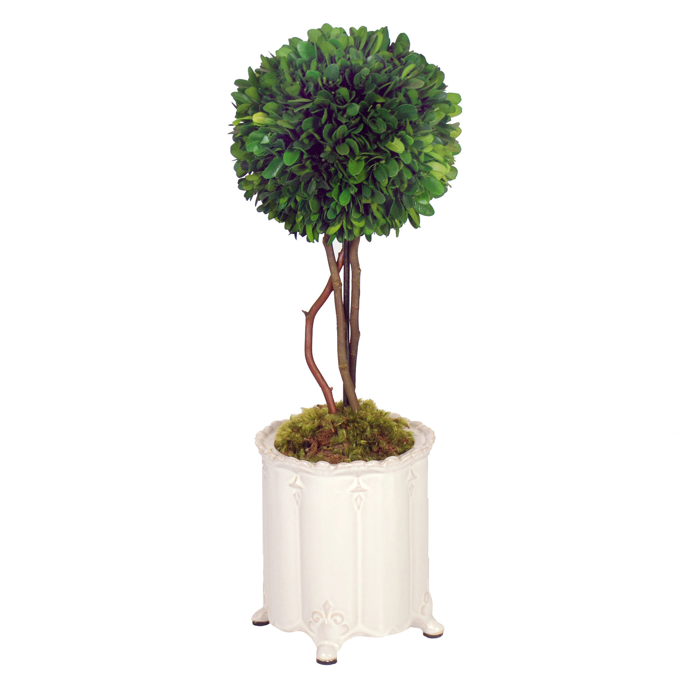 BOXWOOD BALL TOPIARY IN CANISTER VASE (WHD117-GR)