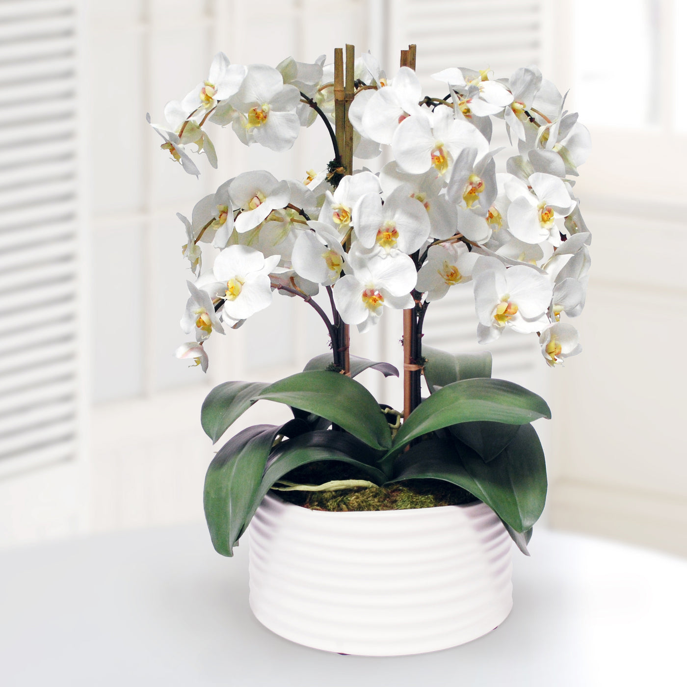 ORCHID IN URBAN COIL PLANTER 13"