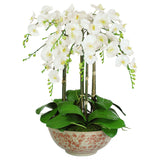 Orchid in Long Life Bowl 28"