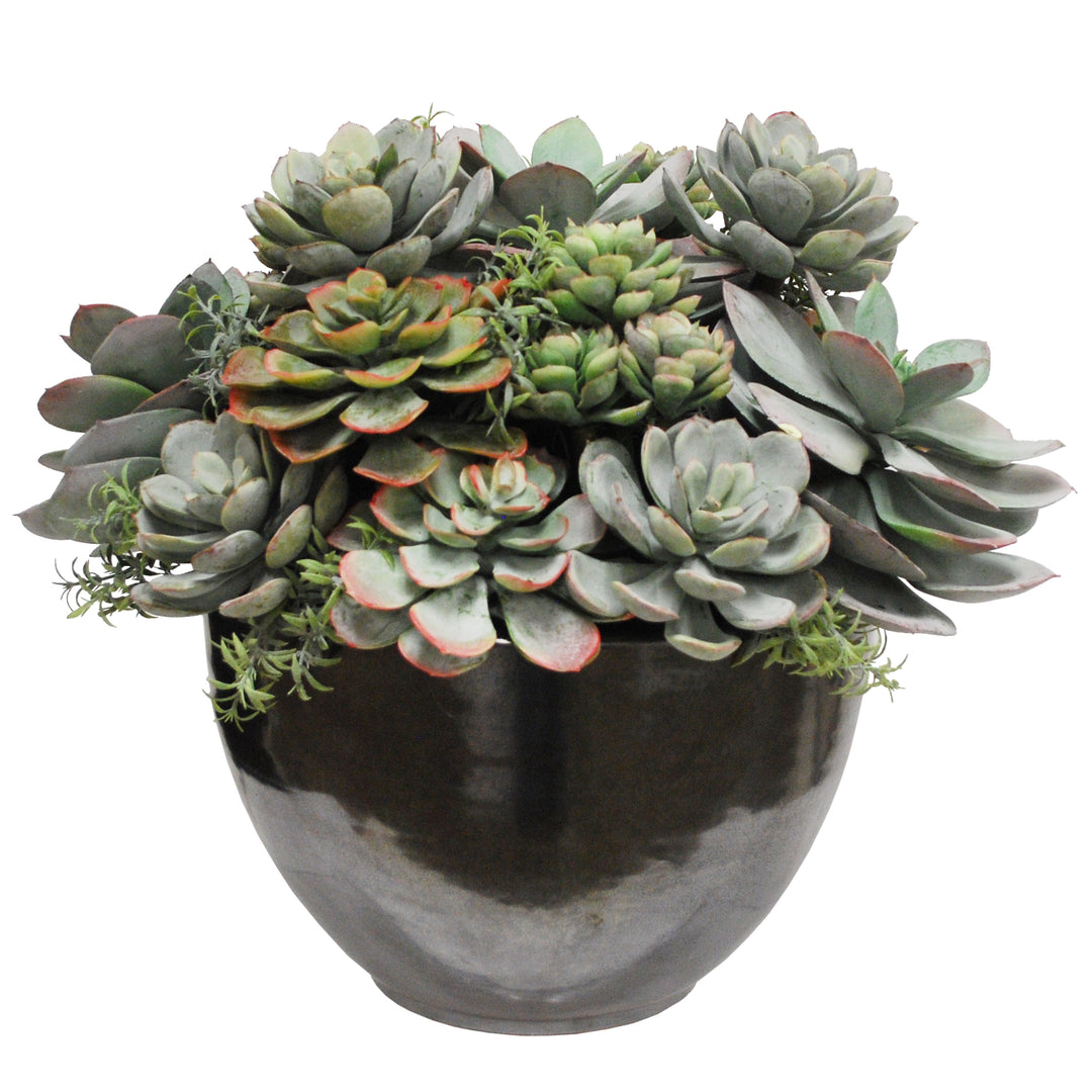 mixing succulents Mix Succulent in Crete Bowl 15"