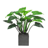 POINTED PHILO PLANTER 3.3'