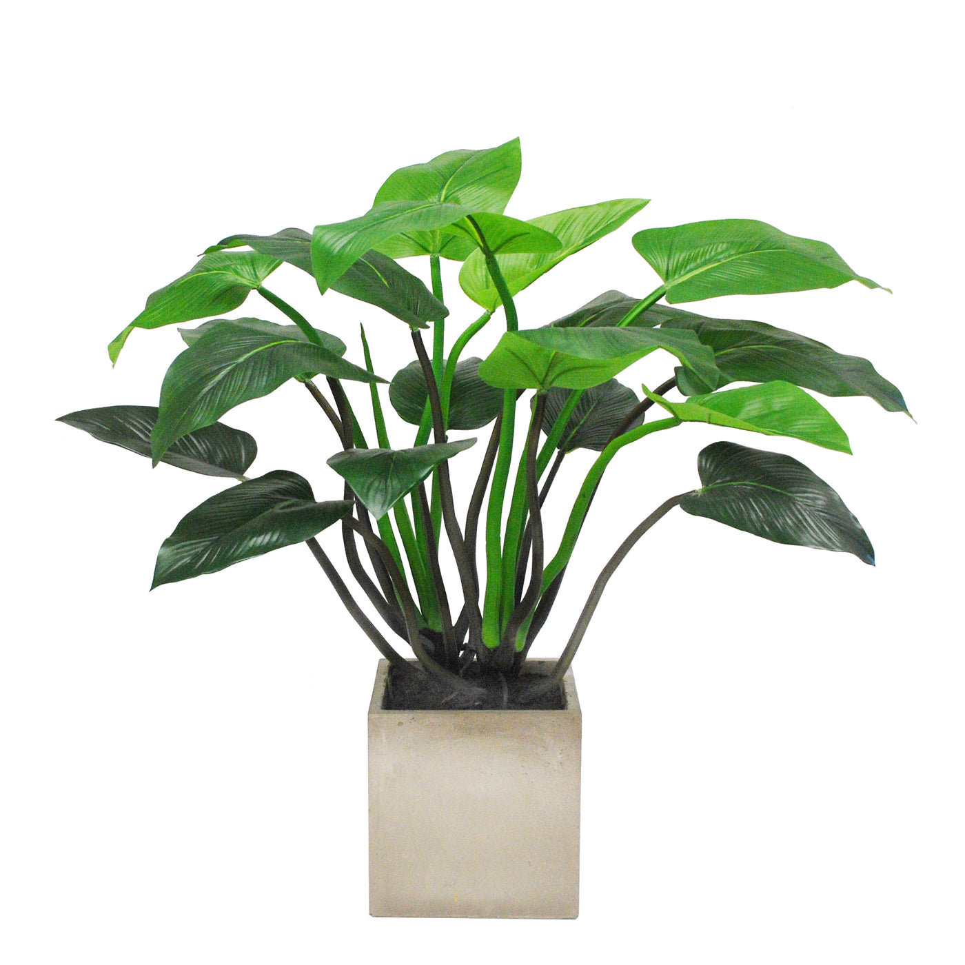 POINTED PHILO PLANTER 3.3'