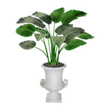 Travelers Palm in Handle Urn 5'