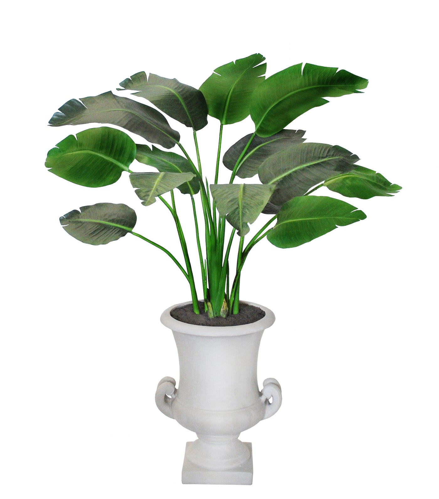 Travelers Palm in Handle Urn 5'