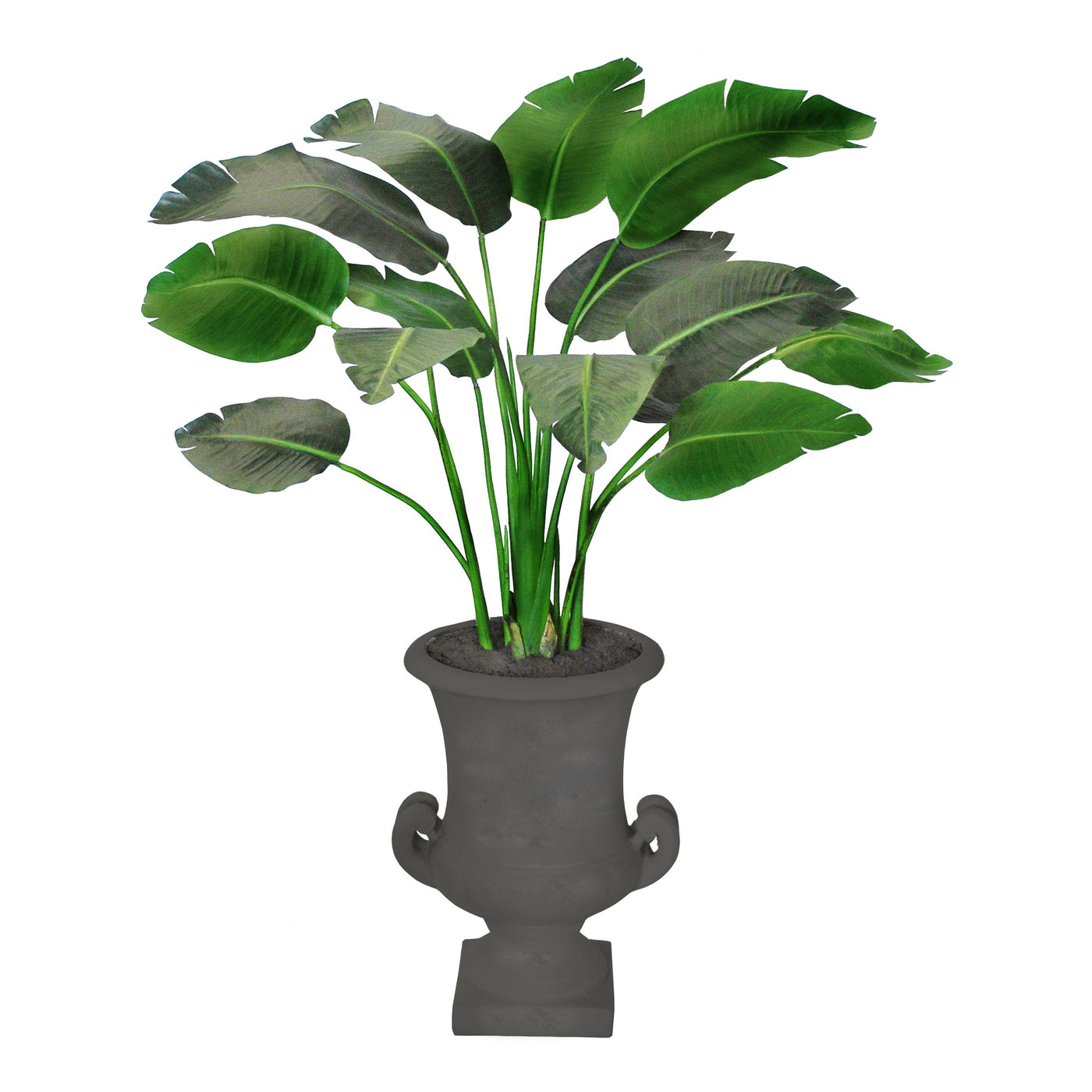 TRAVELERS PALM IN HANDLE URN 5'