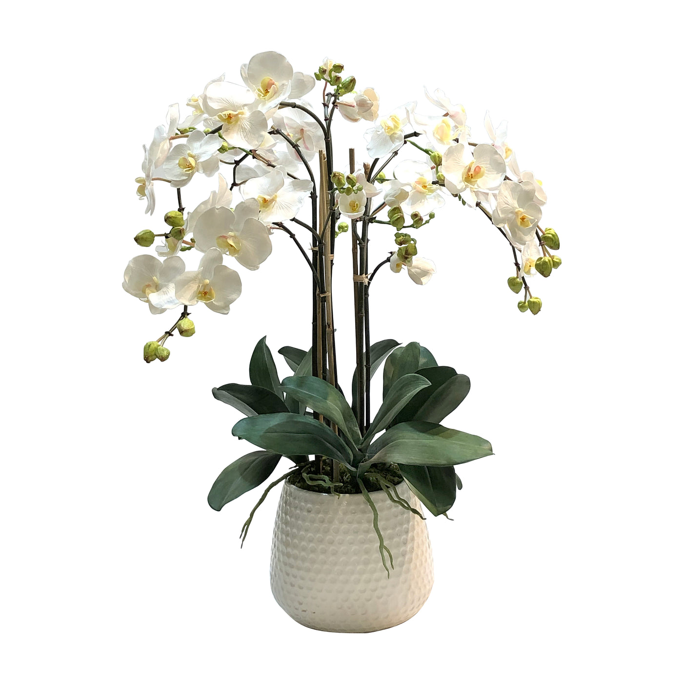 PHALAENOPSIS IN DURIAN CACHE POT (WHD227-WH)