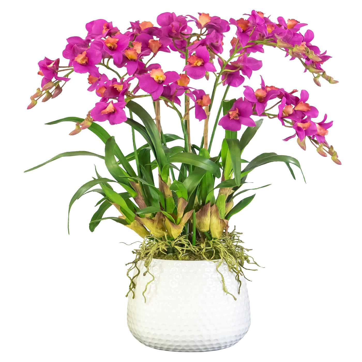 DANCING ORCHID IN DURIAN CACHE POT (WHD243-OH)
