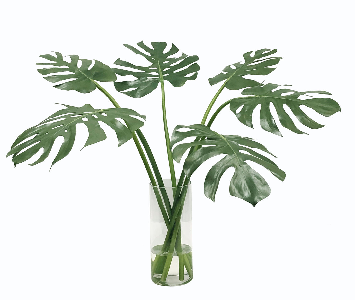 MULTI MONSTERA IN VASE 31"
