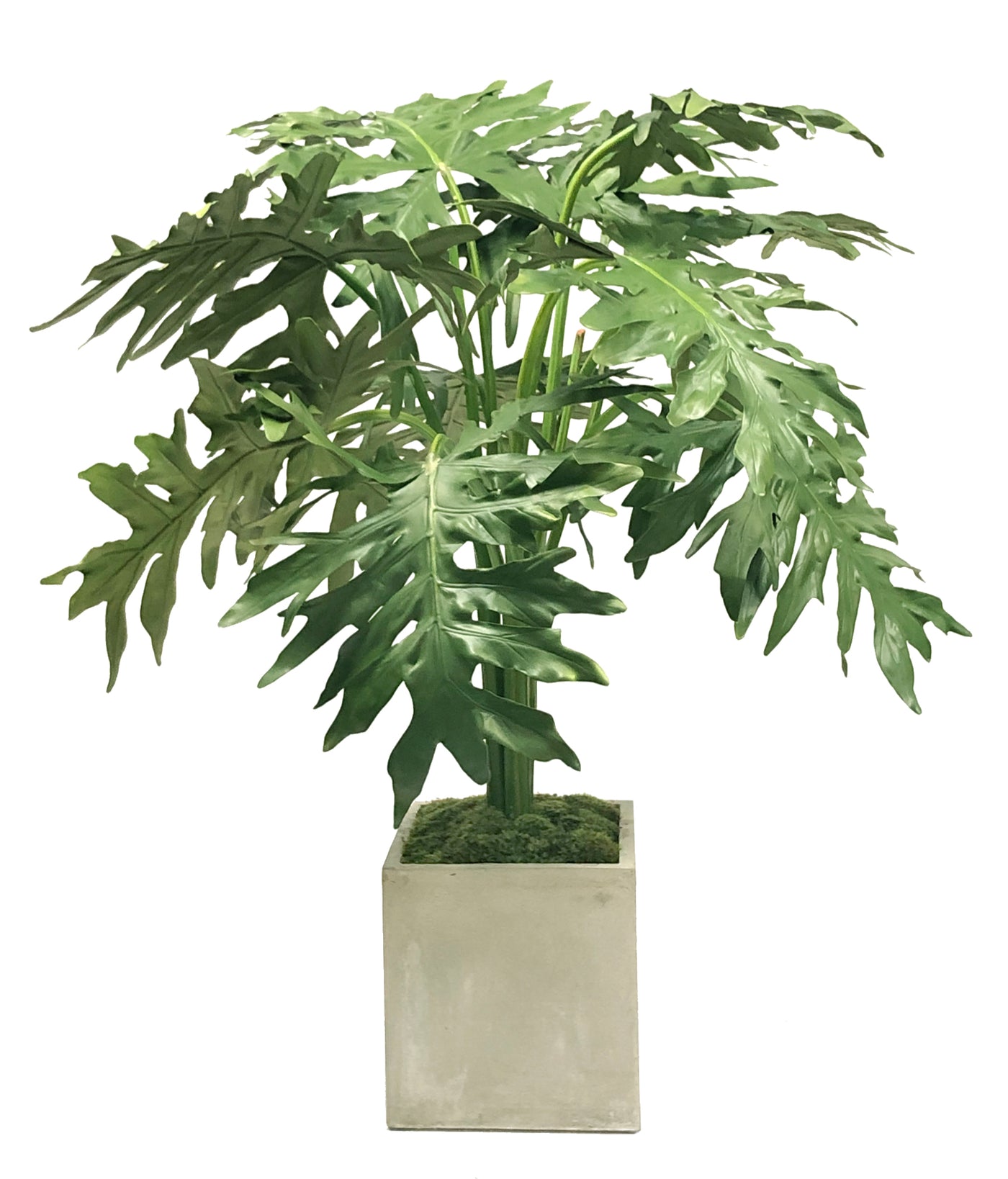 MONSTERA IN PLANTER 4'