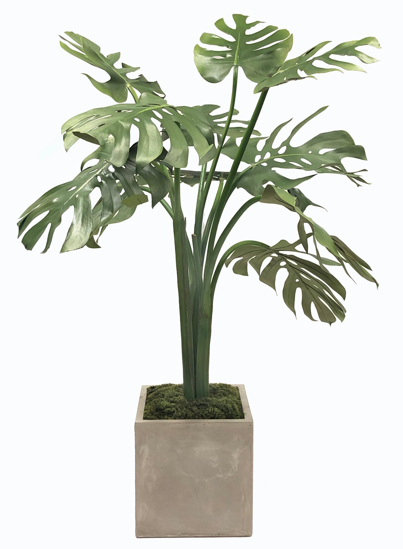 MONSTERA TREE IN SQUARE PLANTER 4.5'