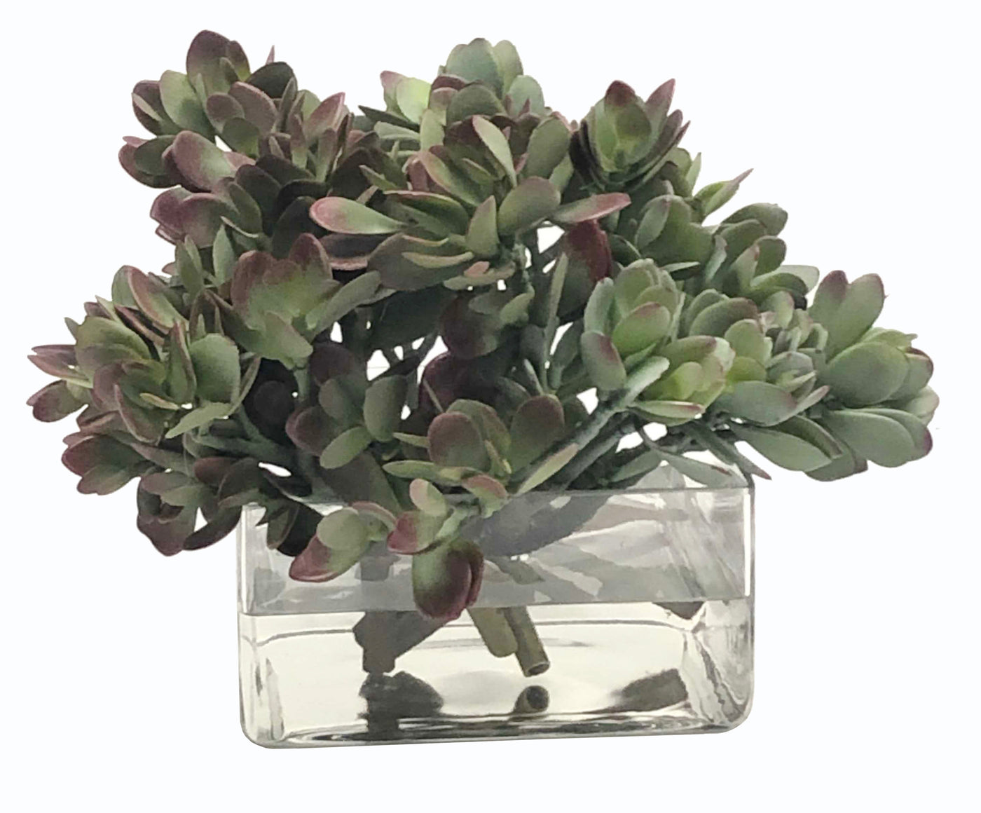 MACDOUGALLII IN SQUARE VASE 10"