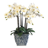 Orchids in Rect Cache Pot 26"