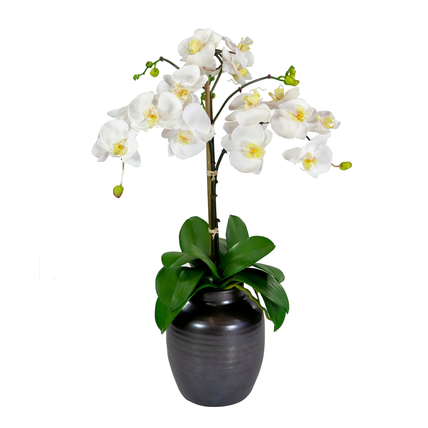 ORCHID IN CRETE POT 24"