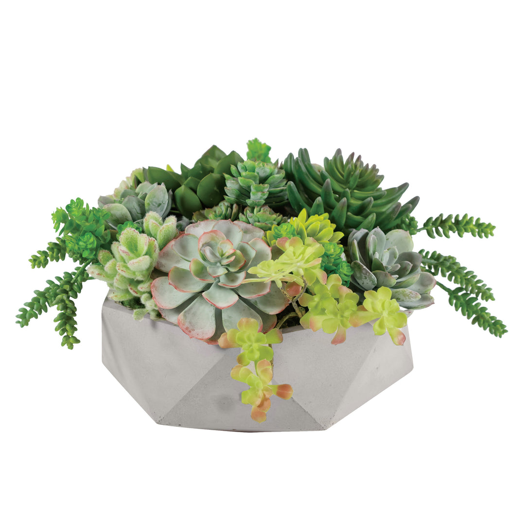 hexagon succulent planter Mix Succulent in Hexagon Pot 9"